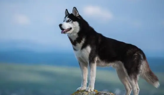 养狗就养这几种 对人十分友善地 家里能入选没？(图1)