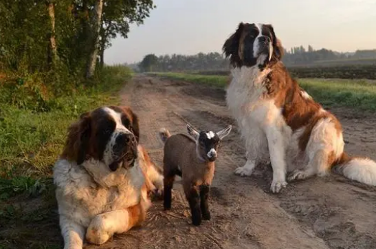 养狗就养这几种 对人十分友善地 家里能入选没？(图2)