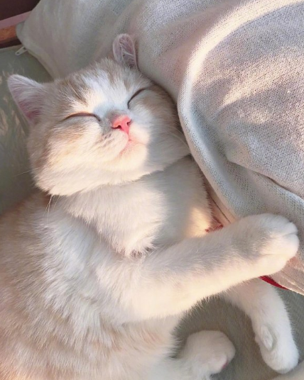 流浪猫妈妈为了孩子们接近人类得到对方食物 却被人踩重伤、塞电线致亡(图1)
