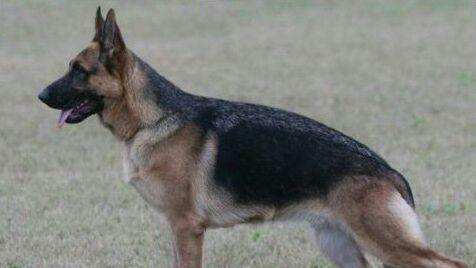 德国牧羊犬推荐 一只杰出的犬如何能来的(图1)