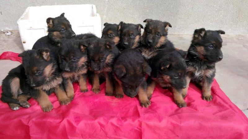 德国牧羊犬推荐 一只杰出的犬如何能来的(图3)