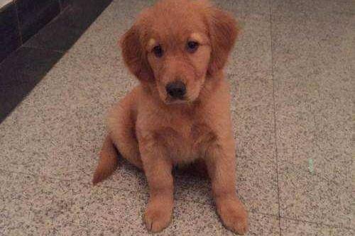 金毛寻回犬掉毛程度 那些说法并不吓人(图2)