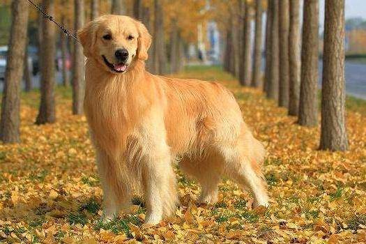 金毛寻回犬掉毛程度 那些说法并不吓人(图3)