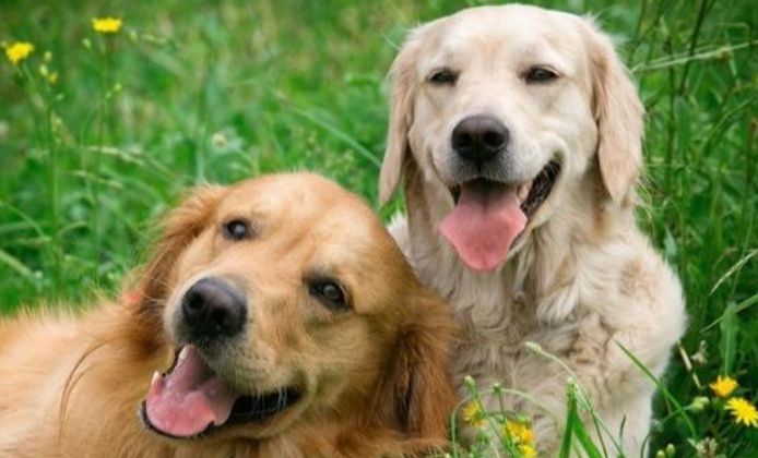 你养的狗狗如何确定“智商高” 比照那样的表现 内心就知道一点了(图1)