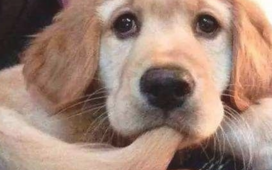 你养的狗狗如何确定“智商高” 比照那样的表现 内心就知道一点了(图2)