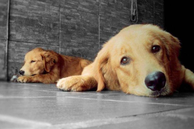 金毛犬不吃饭咋办？先自己排查看看原因(图3)