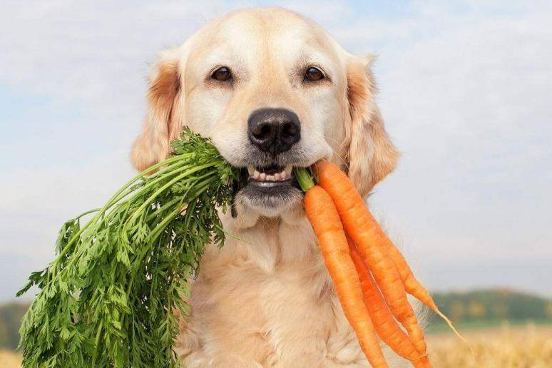 金毛犬不吃饭咋办？先自己排查看看原因(图2)