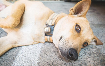 “最不容易感冒生病”的6种狗狗 养了不需辛苦操劳 你家里养过沒有？(图1)