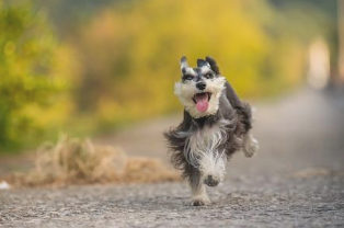 “最不容易感冒生病”的6种狗狗 养了不需辛苦操劳 你家里养过沒有？(图2)