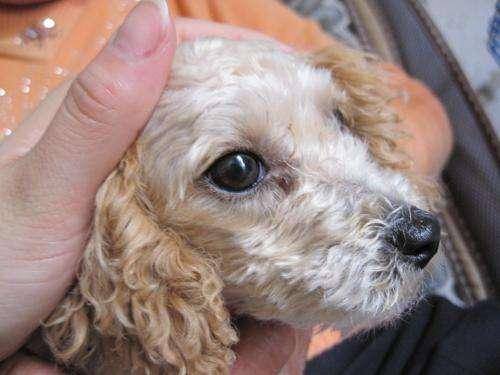 泰迪狗狗皮肤病会传染吗？那些个知识你要清楚(图2)