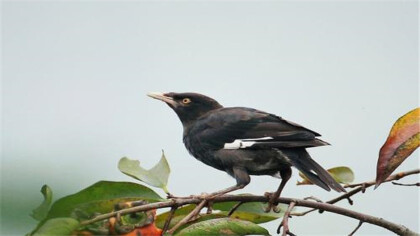 八哥脚重伤了怎么办啊(图1)