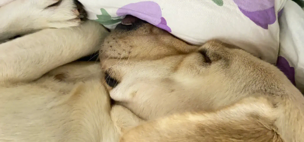 狗狗爱睡铲屎官的床 是由于蛮横霸道还是爱你(图1)