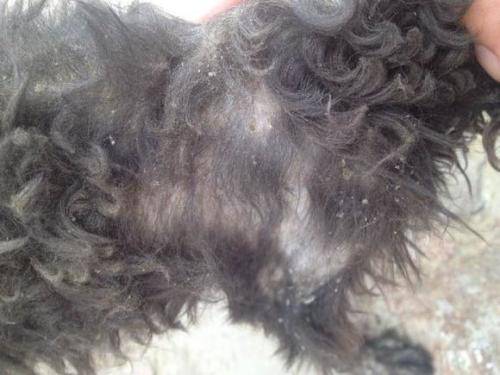 泰迪得了皮肤病该怎么办啊？对证下药才会全部(图3)