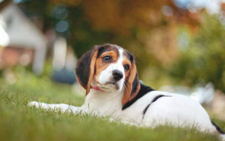 狗几日不拉屎了该怎么办 狗狗几日都不尿尿了(图1)