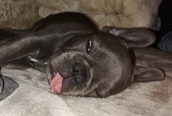 狗狗恶梦般的时刻 你了解多少？(图2)