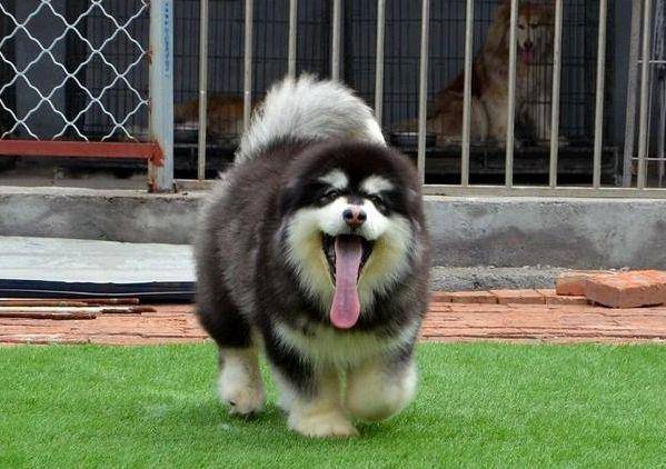 阿拉斯加怎末养？这四大方面需要再注意(图1)