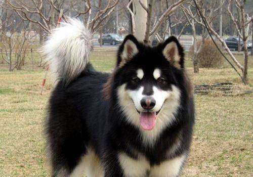 阿拉斯加怎末养？这四大方面需要再注意(图2)