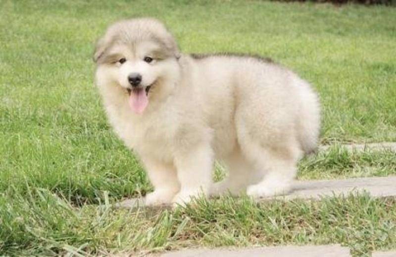 阿拉斯加怎末养？这四大方面需要再注意(图3)