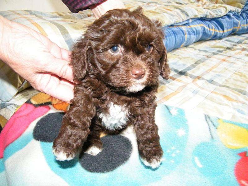 泰迪和比熊是另一个品种吗？看完这些个肯定就知道了(图1)