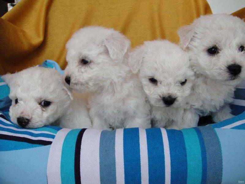 泰迪和比熊是另一个品种吗？看完这些个肯定就知道了(图3)