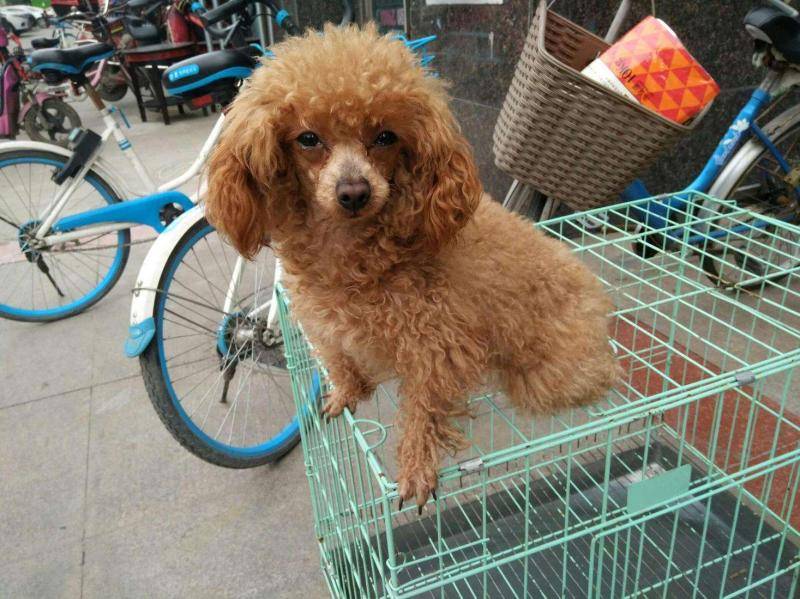 泰迪和比熊是另一个品种吗？看完这些个肯定就知道了(图2)