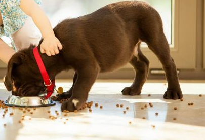 养护方式好狗狗肠胃 修为提升铲屎官和汪星人生活品质(图1)