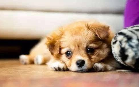 养护方式好狗狗肠胃 修为提升铲屎官和汪星人生活品质(图2)