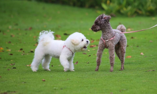 比熊好养那就泰迪好养？不差别怎会清楚(图1)