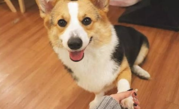 狗狗这六个部位无需随意“摸” 若是摸了 千万小心它深爱你(图1)