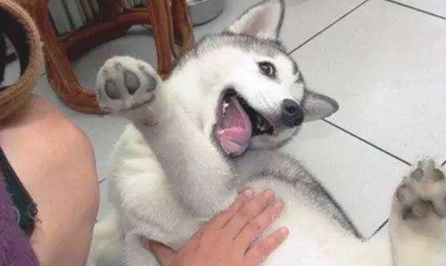 狗狗这六个部位无需随意“摸” 若是摸了 千万小心它深爱你(图2)