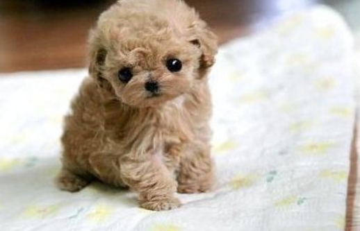 泰迪的颜色我想知道为什么变浅？这好多种原因都会倒致(图1)