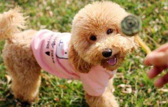 泰迪的颜色我想知道为什么变浅？这好多种原因都会倒致(图2)