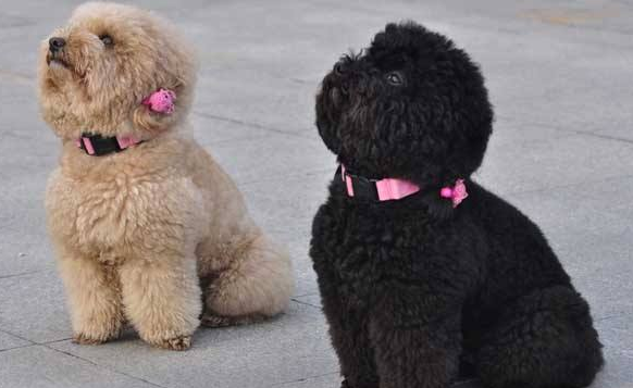 泰迪的颜色我想知道为什么变浅？这好多种原因都会倒致(图3)