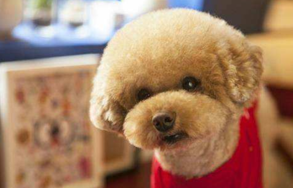 泰迪的饮食禁忌 这些东西你必须切记(图1)