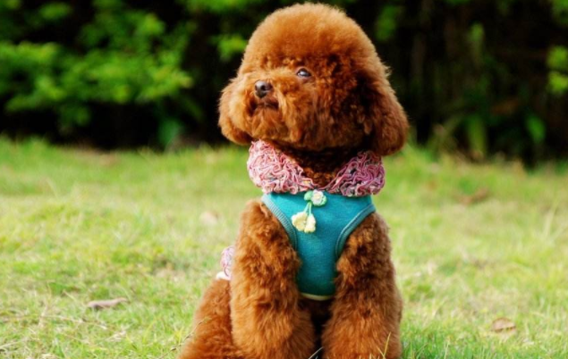 泰迪的饮食禁忌 这些东西你必须切记(图2)