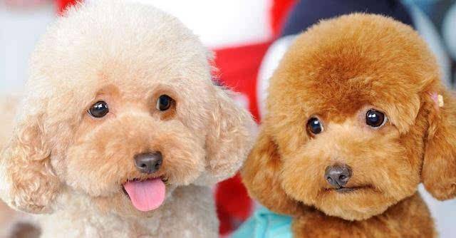 泰迪的饮食禁忌 这些东西你必须切记(图3)