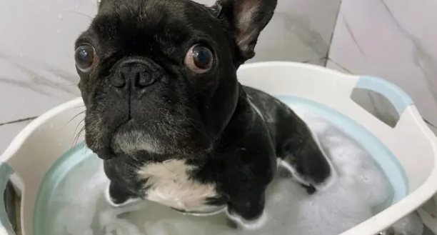 狗狗冼澡都去不出的臭味 很可能会源自它的这4个地区(图1)