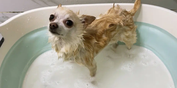 狗狗冼澡都去不出的臭味 很可能会源自它的这4个地区(图2)