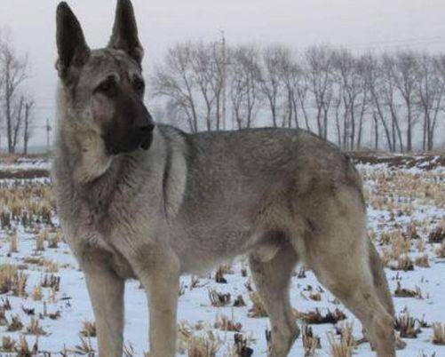狼青犬属于什么好犬？国家公务员考试综合教材解析狼青犬(图3)