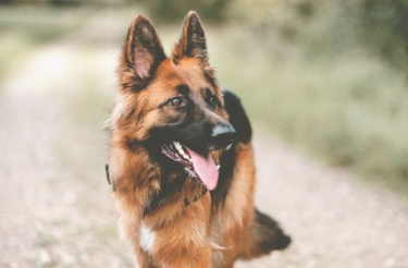 世界最聪明伶俐的10种狗 边牧稳排第一名 中华田园犬没在这里列(图2)