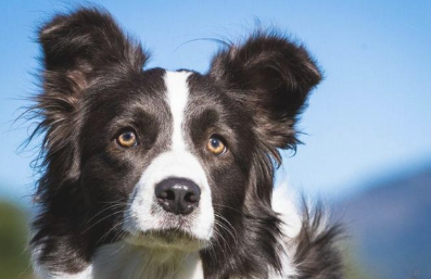 世界最聪明伶俐的10种狗 边牧稳排第一名 中华田园犬没在这里列(图1)