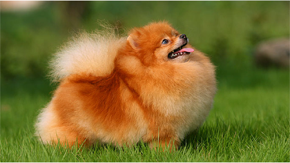 博美犬精明吗(图1)