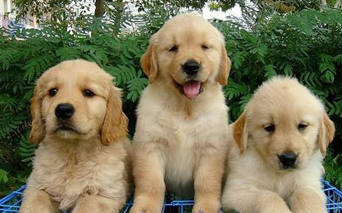 金毛掉毛列害咋办？小编给你来支招(图1)