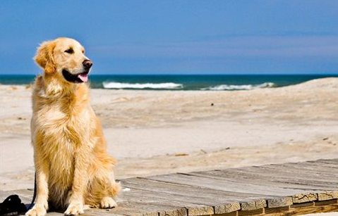 金毛掉毛列害咋办？小编给你来支招(图3)