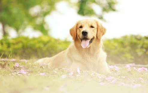 金毛掉毛列害咋办？小编给你来支招(图2)