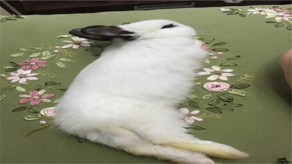 兔子四肢僵硬怎摸努力抢救(图1)