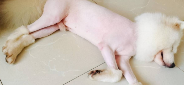 夏天狗狗这一部位的毛可要剃 因此能帮狗狗散热(图1)