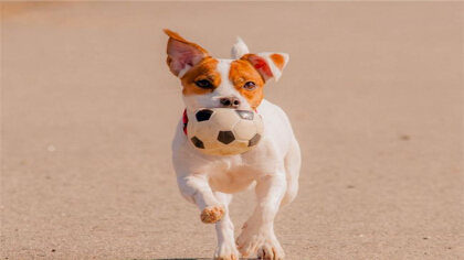 杰克罗素梗怎末分辩(图1)