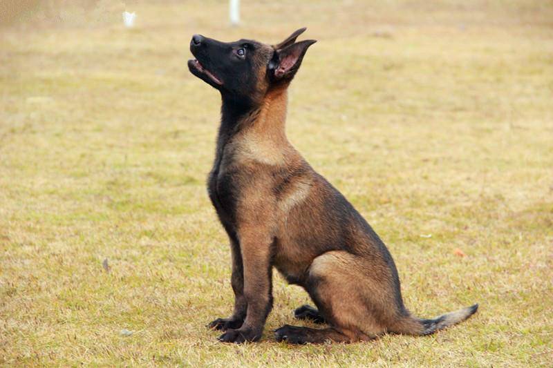 马犬几个月训练最好就是 你家马犬错够时机了吗(图1)