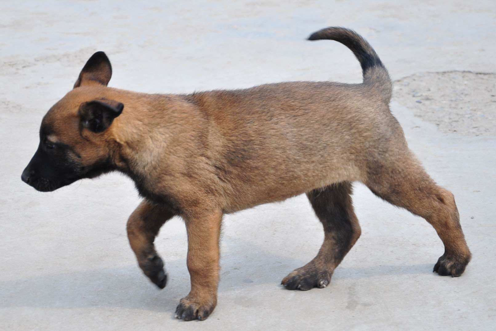 马犬几个月训练最好就是 你家马犬错够时机了吗(图3)